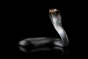 Javanese cobra snake isolated on black background, snake habitat in Java Indonesia, Naja sputatrix
