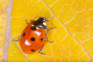 close up of red ladybug sitting on yellow leaf