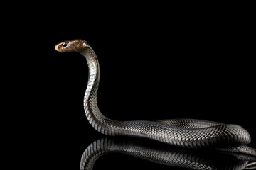 Javanese cobra snake isolated on black background, snake habitat in Java Indonesia, Naja sputatrix