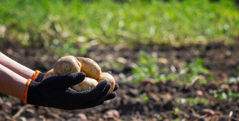 a male farmer holds a potato in his hands. Selective focus.
