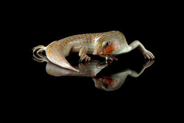 Sandfish lizards can be seen all over their bodies, Sandfish lizard isolated on black (Scincus scincus)