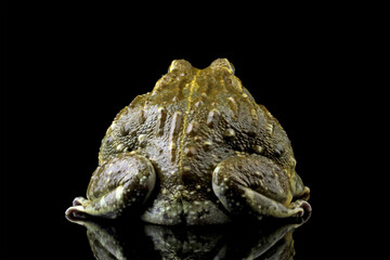 Close-up of a African giant bullfrog isolated on black (Pyxicephalus adspersus), Animals closeup - obrazy, fototapety, plakaty