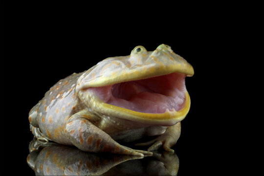 Close-up of freddy krueger frogs, Lepidobatrachus laevis on black background