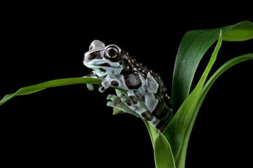 The Amazon milk frog on a leaves, blue milk frog isolated on black, (Trachycephalus resinifictrix)