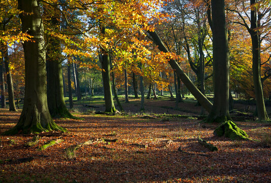 Longshaw estate and sunlight under the trees; Derbyshire england