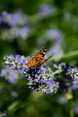 Mariposa Posándose en una Flor de Lavanda