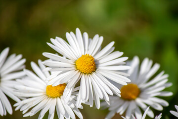 Obraz premium Daisies: One of the most loved flowers, daisies are one of the best ways to show your love. Close-up shot of daisies, can be used for celebration.