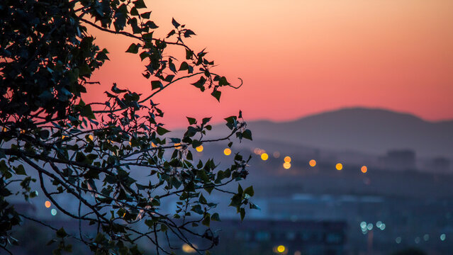 Beautiful city lights under the pink sunset: On a warm pink sunset, the city lights were blurred in the background, with a tree in the foreground of the frame.