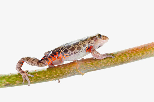 Fire-leg walking frog on white background; St. albert alberta canada