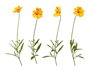 Four yellow flower of Lanceleaf Coreopsis  in different angles. Set of elements for creating...