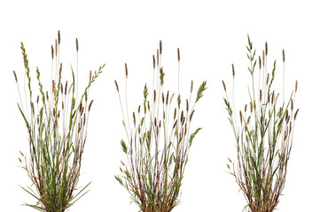 Bundles of meadow grass with spikelets isolated on transparent background. Dry meadow grass with...