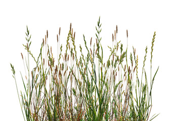 Meadow grass border with spikelets isolated on white background. Meadow grass frame. Dry meadow...