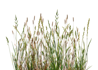 Meadow grass border with spikelets isolated on white background. Meadow grass frame. Dry meadow grass with fluffy spikelets.