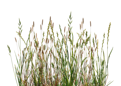 Meadow grass border with spikelets isolated on white background. Meadow grass frame. Dry meadow grass with fluffy spikelets.