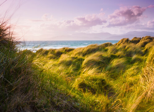 Landscape with long grass blowing in the wind at the coast; Dingle county kerry ireland