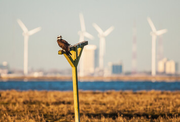 An osprey (pandion haliaetus) sits on a manmade perch in the new jersey wetlands with a wind farm in the background; Oceanville new jersey united states of america