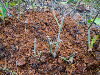 Trimming and mulching roses for the winter