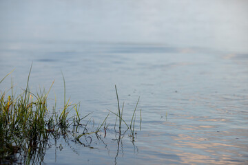 Reeds Reflecting in the Water
