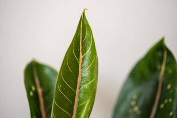 Fototapeta na wymiar Green leaves on a Neutral Background