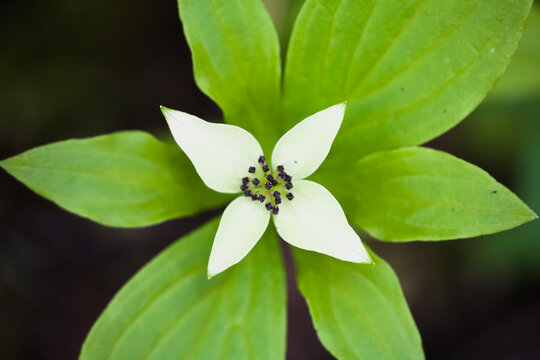 A white bunchberry (cornus canadensis) flower shows symmetry; British columbia, canada