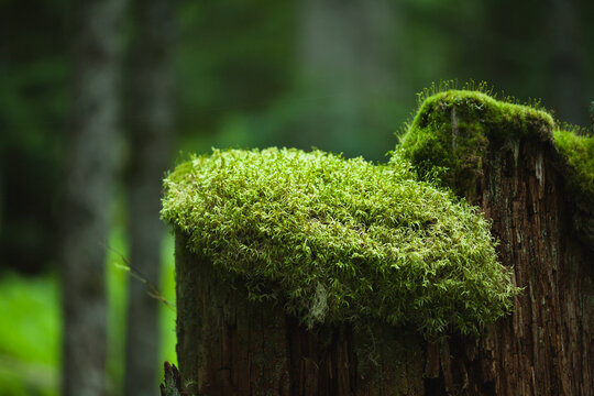 A moss cap covers the top of an old tree stump; British columbia, canada