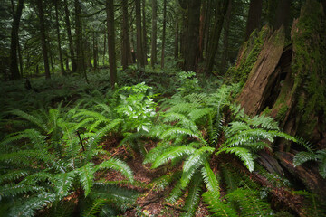 Ferns in a temperate rain forest covering the forest floor; Bridal veil falls, british columbia, canada