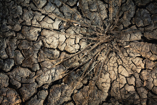 Cracked dry ground around a dead clump of grass; Alberta, canada
