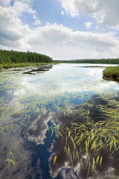 Grasses in a pond with a reflection of the blue sky and cloud in the water; Souix lookout, ontario, canada