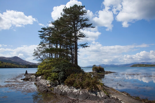 Trees growing along the water's edge with a view of the distant coastline in kenmare bay; County kerry, ireland