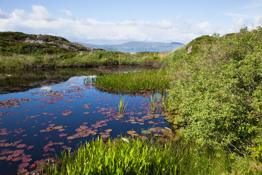 Lily pads floating in a tranquil pond with a view of dunmanus bay; County cork, ireland