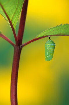 Chrysalis hanging from leaf during the pupa transition stage of butterfly metamorphosis; British columbia canada