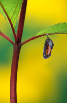 Monarch butterfly beginning to emerge from chrysalis during pupa stage of butterfly metamorphosis; British columbia canada