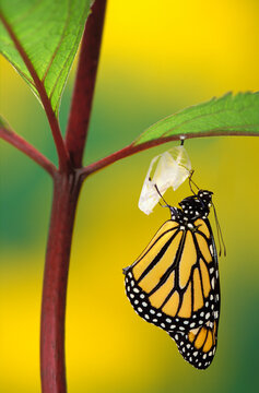 Monarch butterfly beginning to emerge from chrysalis during pupa stage of butterfly metamorphosis; British columbia canada