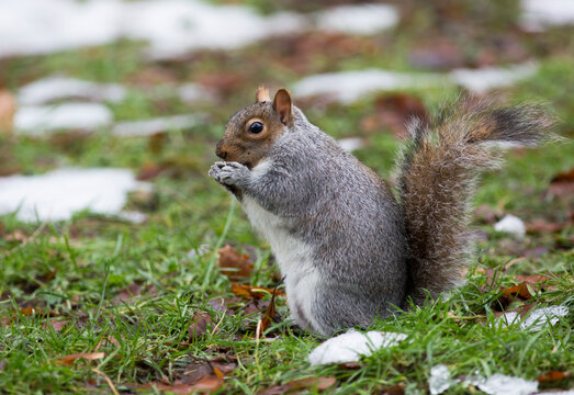 Grey squirrel eating on the ground with traces of snow; Middlesborough teeside england