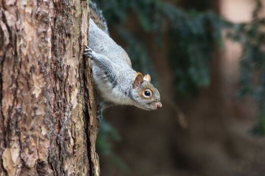 A grey squirrel making it's way down a tree trunk; Middlesborough teeside england
