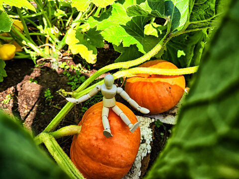 A little man, a wooden toy mannequin in a garden with giant vegetables. The gardener has grown and is harvesting. Abstract image with a wooden doll and pumpkin, squash