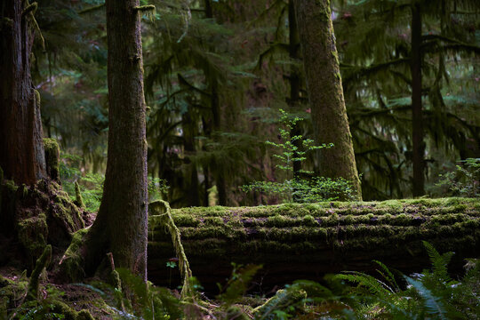 Old growth forest; British columbia canada