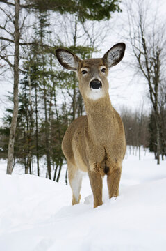 White-tailed deer (odocoileus virginianus) in captivity omega park; Montebello quebec canada