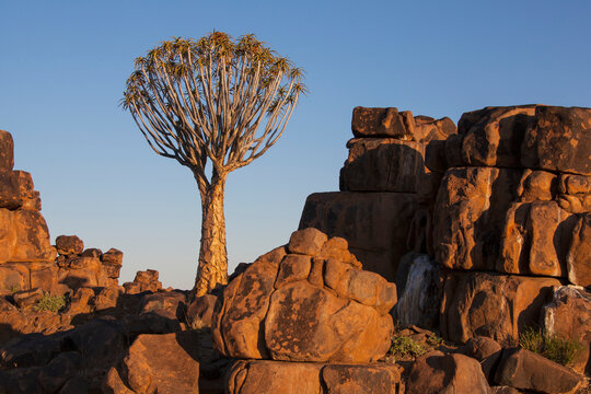 Quiver tree and rock wall at sunset; Namibia
