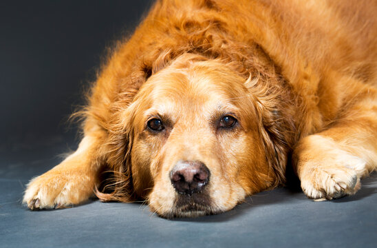 Close Up Portrait Of A Golden Retriever Dog Laying Down; Calgary, Alberta, Canada