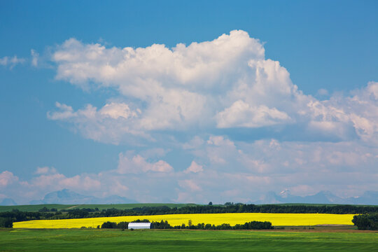 Farmland On The Prairies With The Rocky Mountains In The Distance; Alberta, Canada