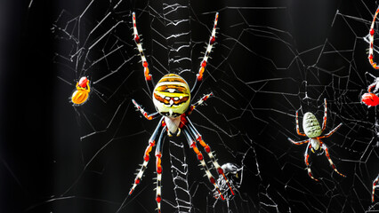 many spiders in different colors in webs with black background