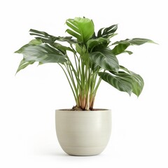 Beautiful single tree on white potted indoor houseplant images AI Generated art