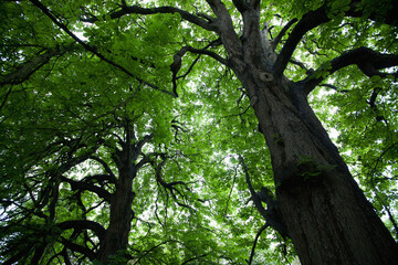 Horse Chestnut Tree In Horsington Village; Somerset, England