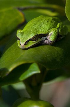 A Pacific Tree Frog (Pseudacris Regilla) Sleeps On A Rhododendron Leaf; Astoria, Oregon, United States Of America