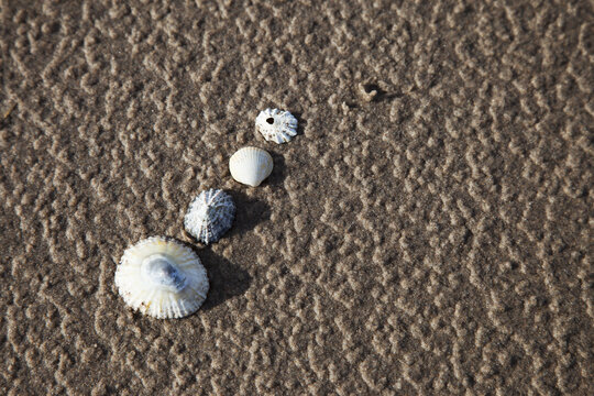 Seashells In The Textured Wet Sand; South Shields, Tyne And Wear, England