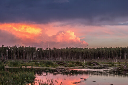 A Lightning Bolt Strikes From The Storm Cloud At Sunset Over A Beaver Pond In The Boreal Forest; Alberta, Canada