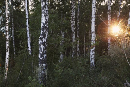 A Forest Of Birch Trees On The Island Of Oland; Oland, Sweden
