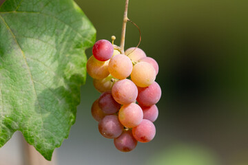 grapes in the vineyard