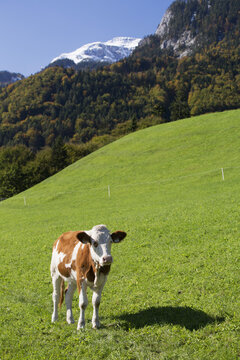 A Cow Stands In A Grassy Meadow With Snow Covered Mountain Peak And Blue Sky In The Background; Frauensee, Austria